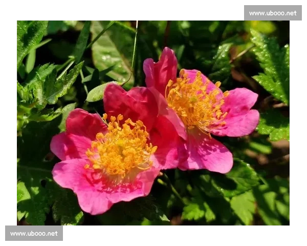 杨妞花：一朵绽放在山野间的美丽之花